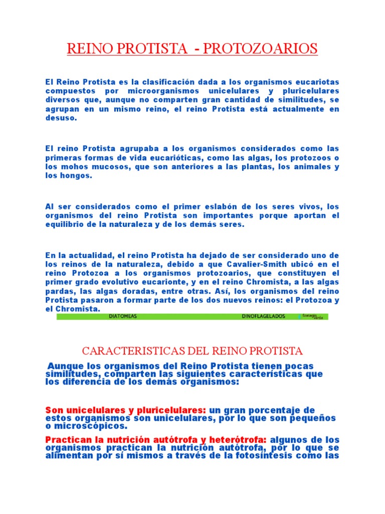 Características del Reino Protista | PDF | Algas | Protozoos