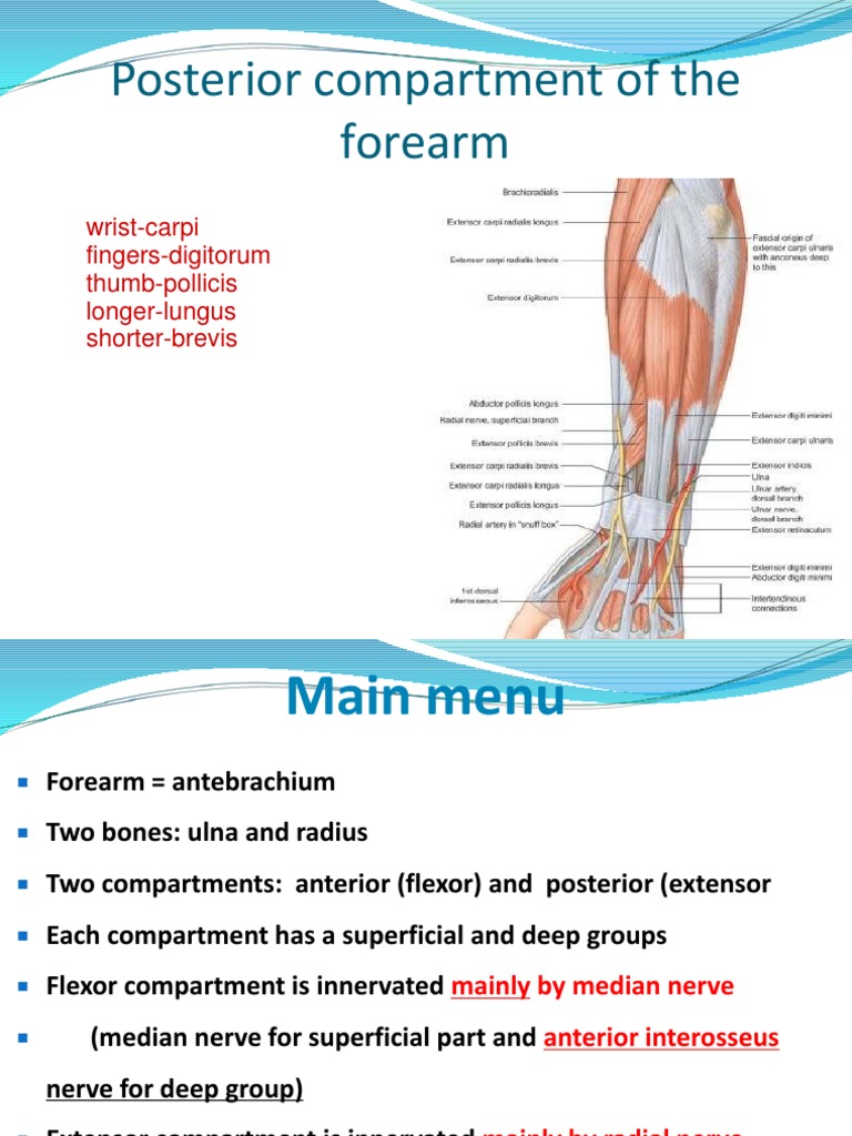 Posterior Compartment of Forearm | PDF | Thumb | Elbow