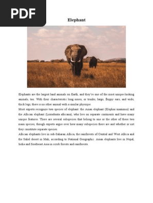 Elephant