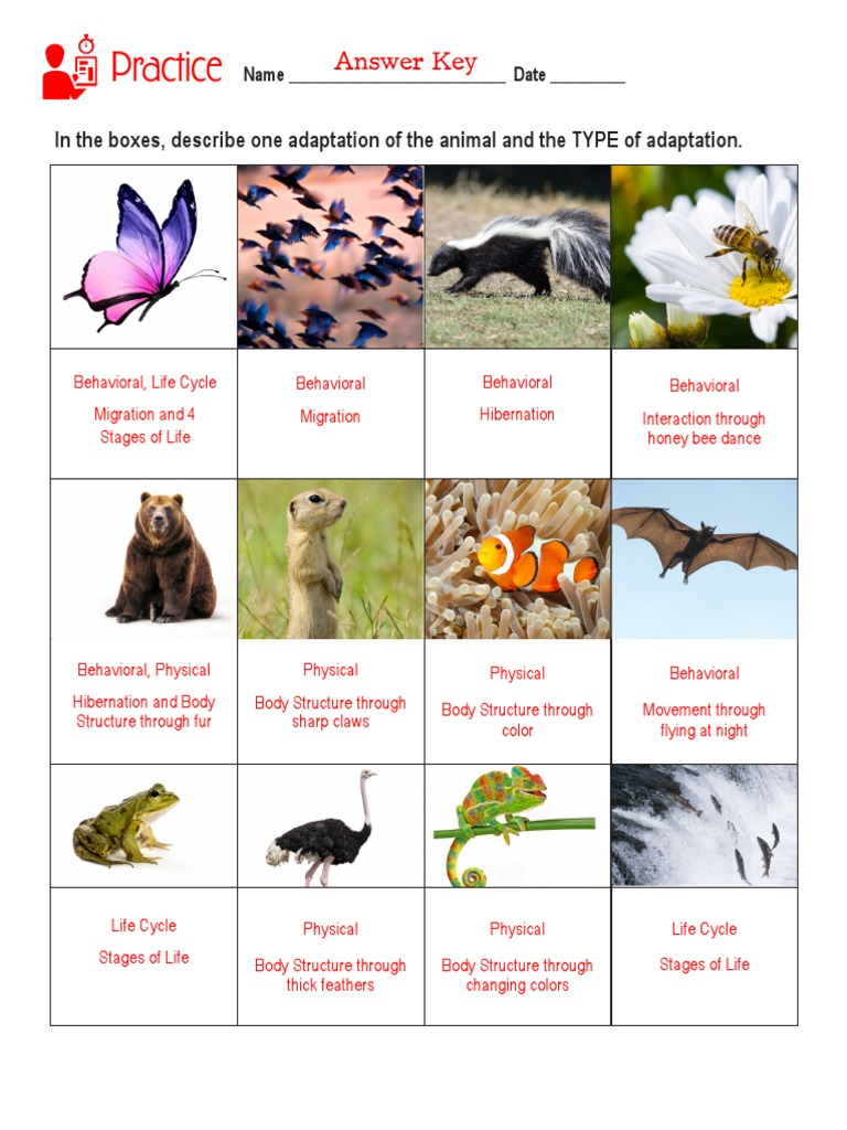 Answer Key AnimalAdaptations PDF Adaptation