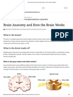 Brain Anatomy and How The Brain Works - Johns Hopkins Medicine