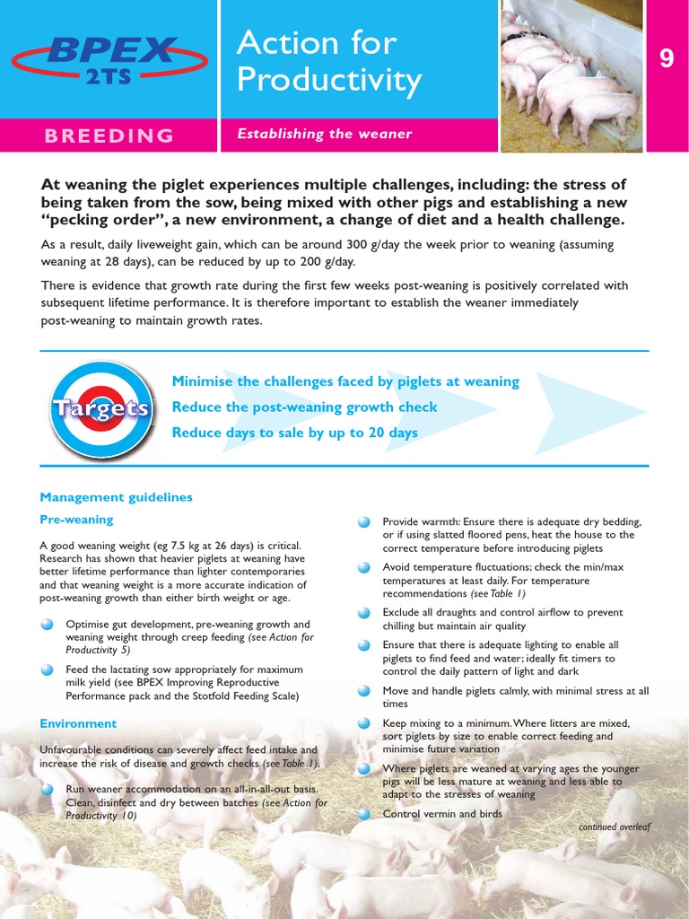 Weaning Management for Optimal Piglet Growth | PDF | Pig | Weaning