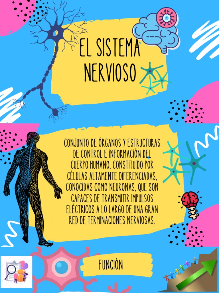 Sistema Nervioso 1 Pdf Sistema Nervioso Sistema Nervioso Central