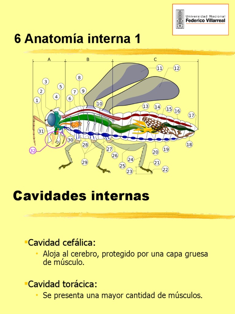 Clase 06 Entomología (Sistemas de Los Insectos 1) | PDF | Corazón ...