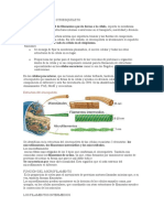 El Citoesqueleto Bioquimica