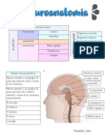 Neuroanatomia