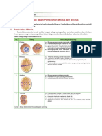 Ipa Kls 9 Tahap Pembelahan Mitosis