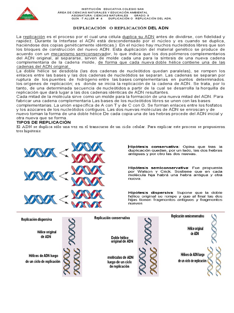 Replicación del ADN: Proceso y Enzimas | PDF | Adn | Replicación De Adn