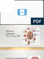 05 - Nervios Craneales Ix, X, Xi y Xii