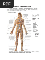 Sistema Cardiovascular