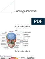 Bas Ve Omurga Anatomisi