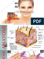 Anatomi Dan Fisiologi Kulit - ZLD