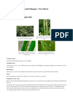 Rice Bacterial Leaf Blight 418