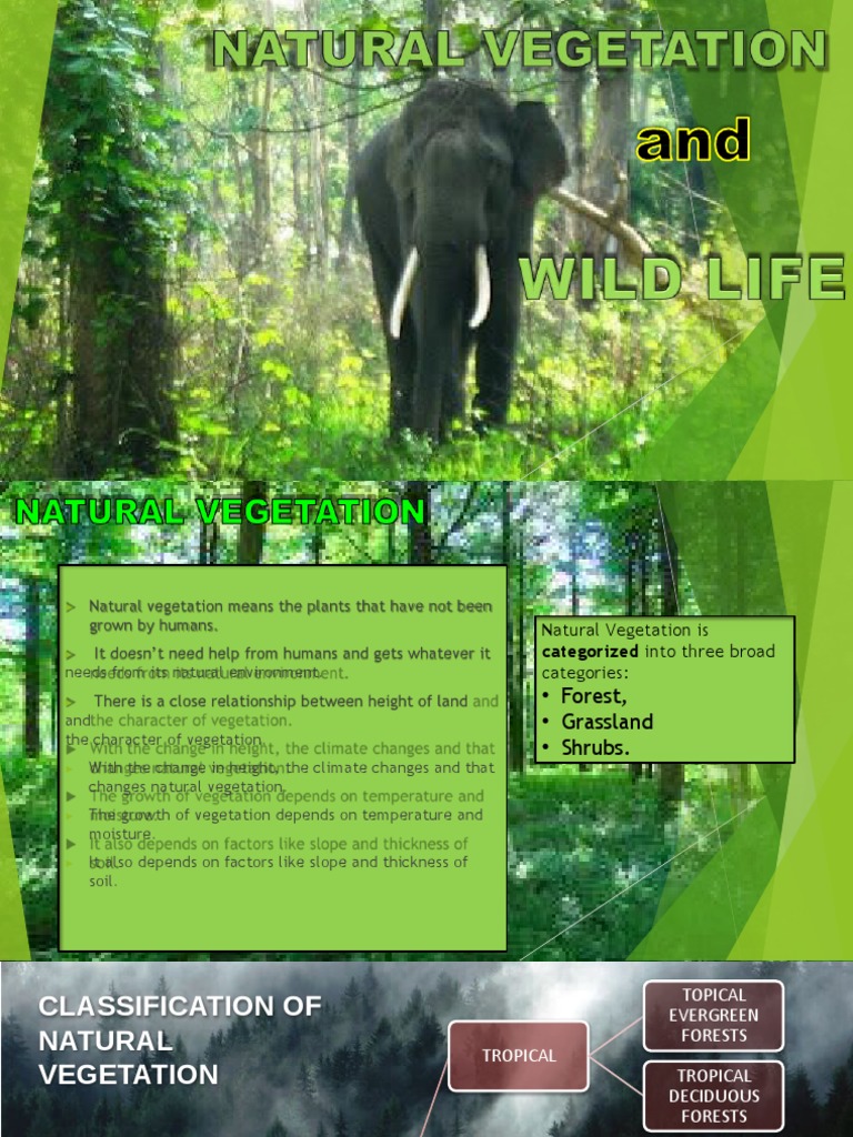 Types of Natural Vegetation Explained | PDF | Forests | Tropics