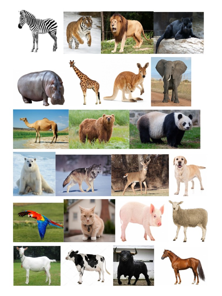 ANIMALES | PDF
