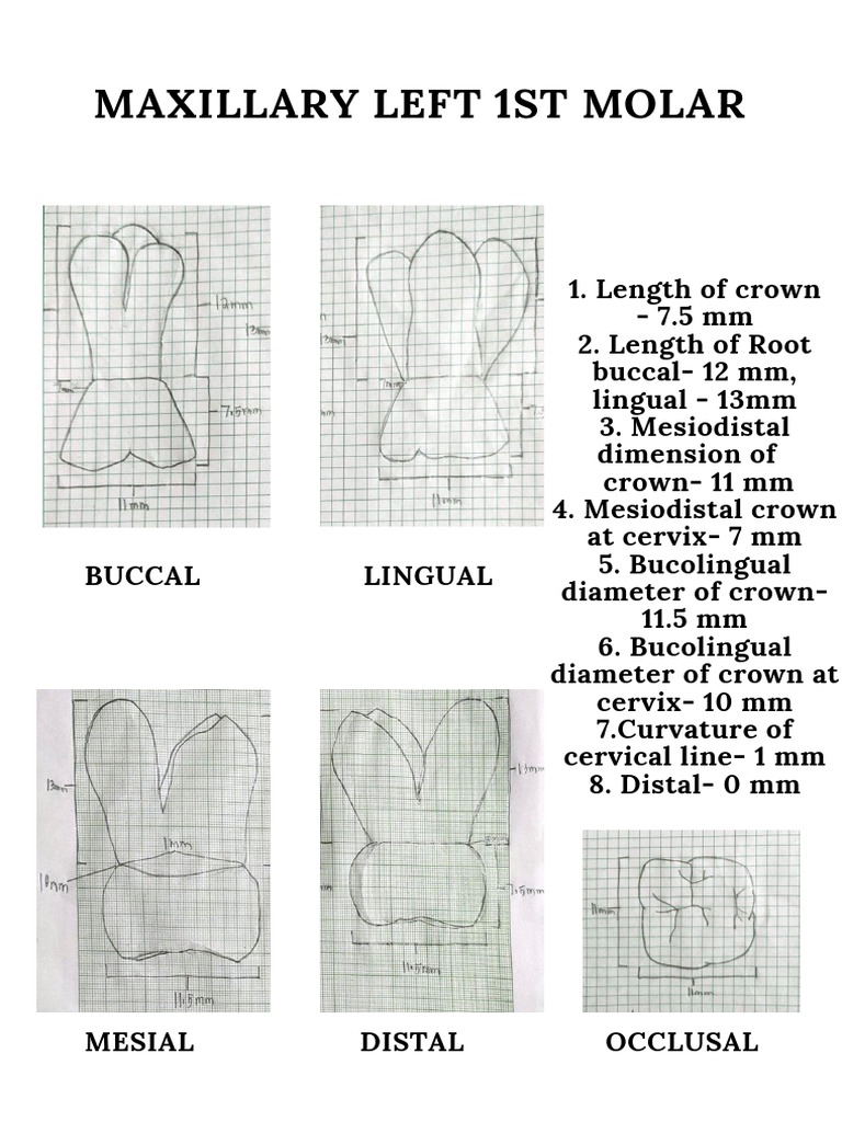 Maxillary Left First Molar | PDF | Home & Garden | Wellness