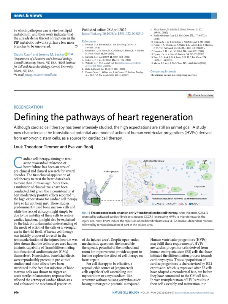 Defining The Pathways of Heart Regeneration PDF Cell Therapy