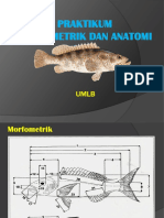 Praktikum Morfometrik Dan Anatomi Ikan