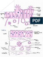 Histology B5