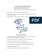 Taller 11. Rutas Del Metabolismo Aeróbico-3