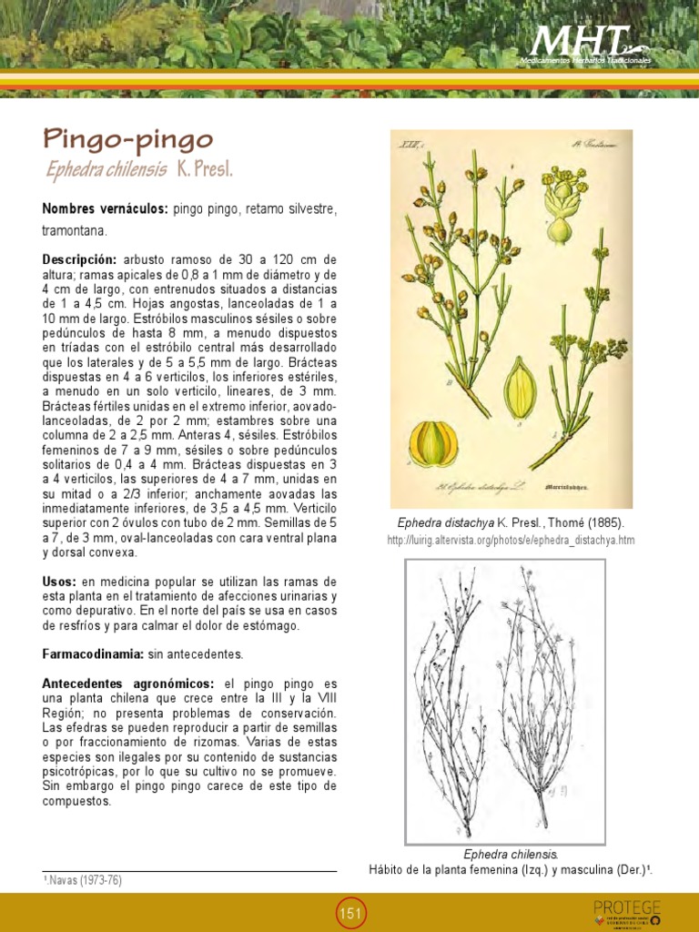 Propiedades y usos del pingo-pingo | PDF | Botánica | Plantas