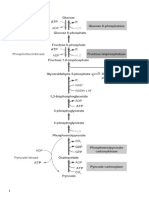 Gluconeogenesis