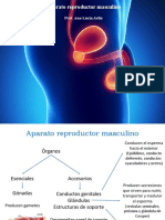 Aparato Reproductor Masculino 6A