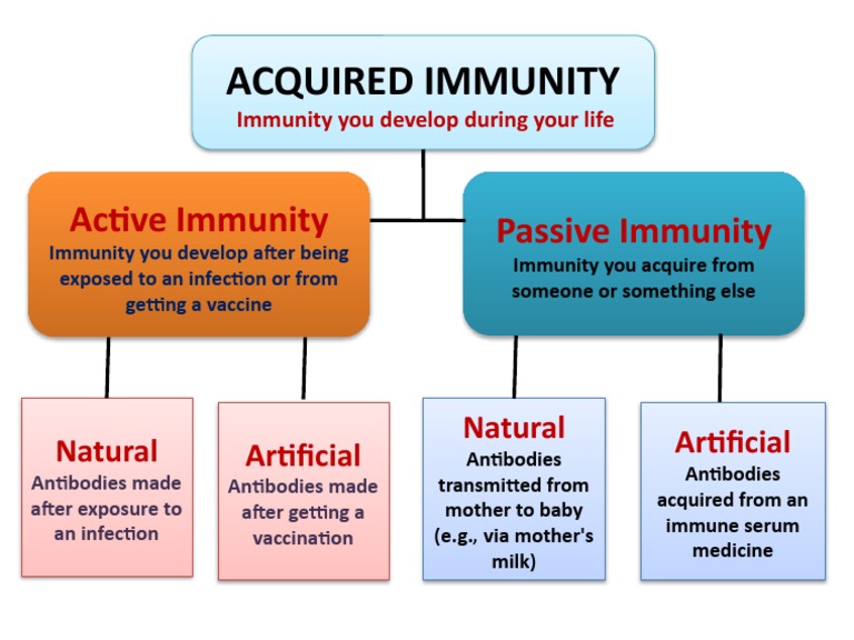 Active vs Passive Immunity Explained | PDF