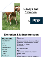 Excretion and Kidneys