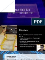 Agarose Gel Preparation STUDENT