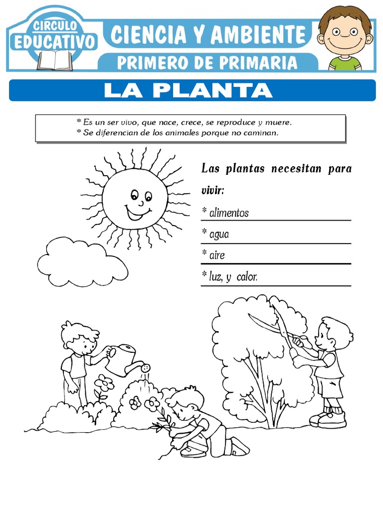 Partes de la Planta para Primer Grado | PDF | Plantas | Hoja
