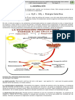 Sesión 06 U III Respiración