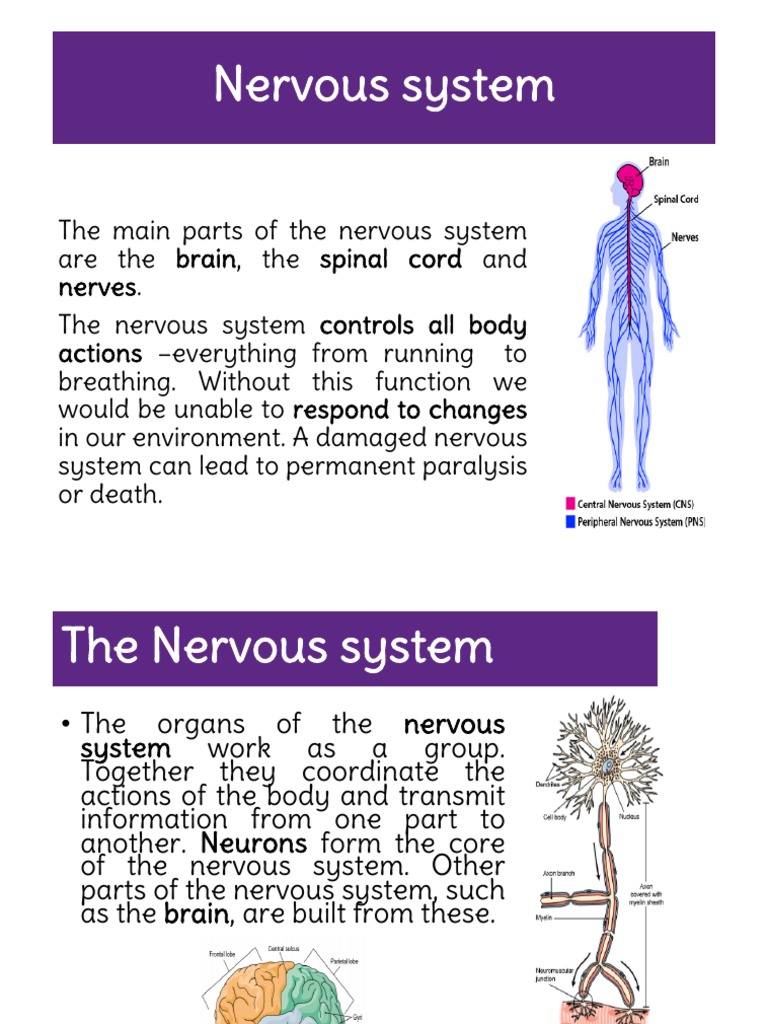 Students NERVOUS SYSTEM | PDF
