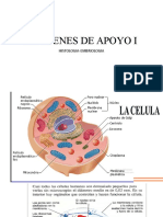 Imágenes de Apoyo I Histologia-Embriologia