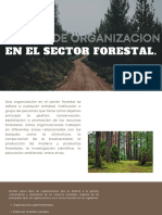 Formas de Organizacion en El Sector Forestal