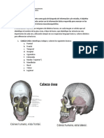 Guia Anatomia-Huesos