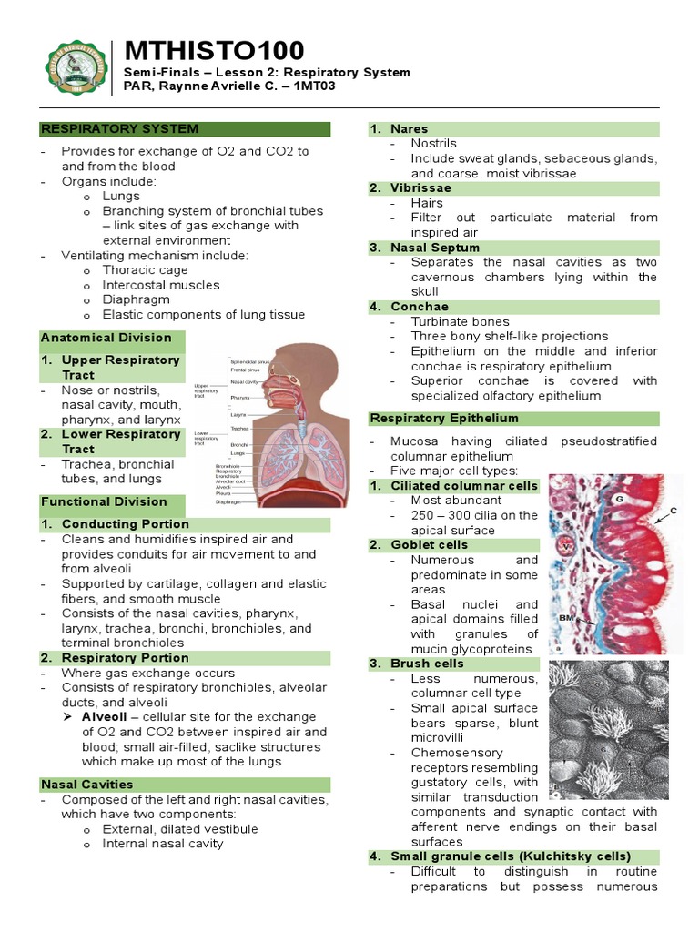 MTHISTO100 Lesson 2 Respiratory System | PDF | Respiratory Tract | Lung