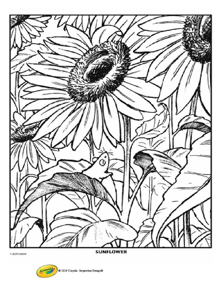 Sunflower Coloring Page - Crayola | PDF
