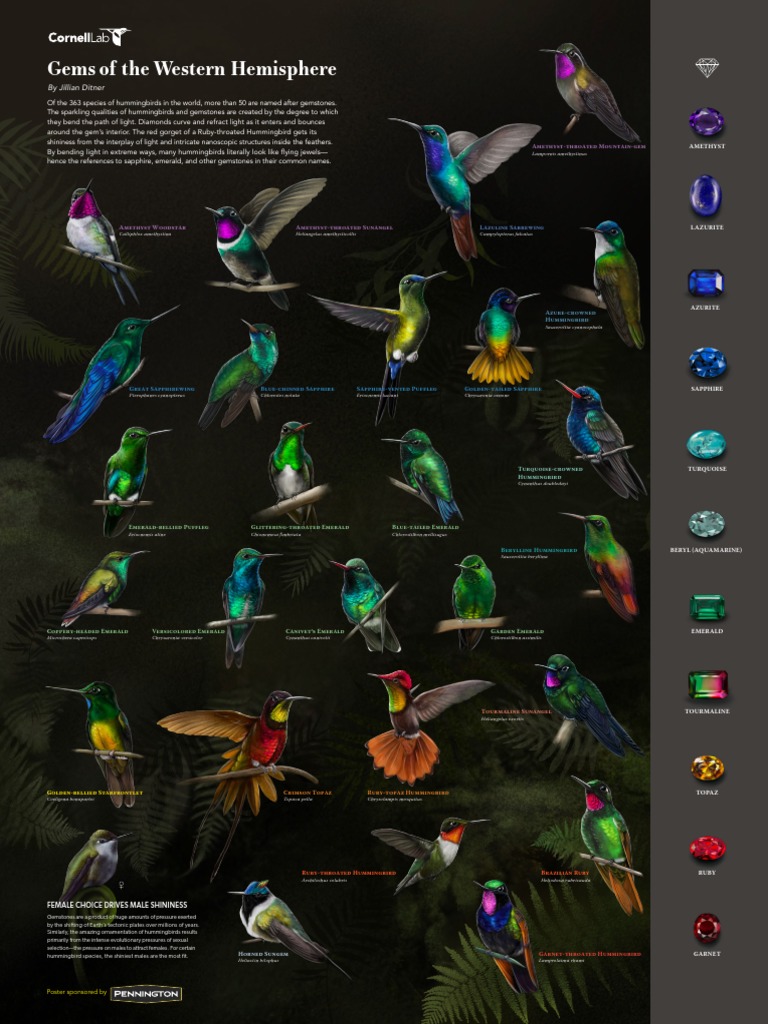 Hummingbirds as Living Gemstones | PDF | Feather | Gemstone
