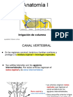 Irrigación de Columna