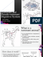 Ruminant and Pseudo-Ruminant Digestive System