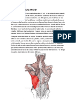 MÚSCULO DORSAL ANCHO JMMM Anatomia