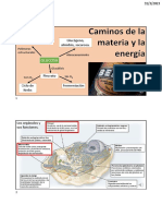 Glucólisis y Respiración Celular