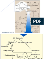 Víapentosaspdf Bioqui 2023