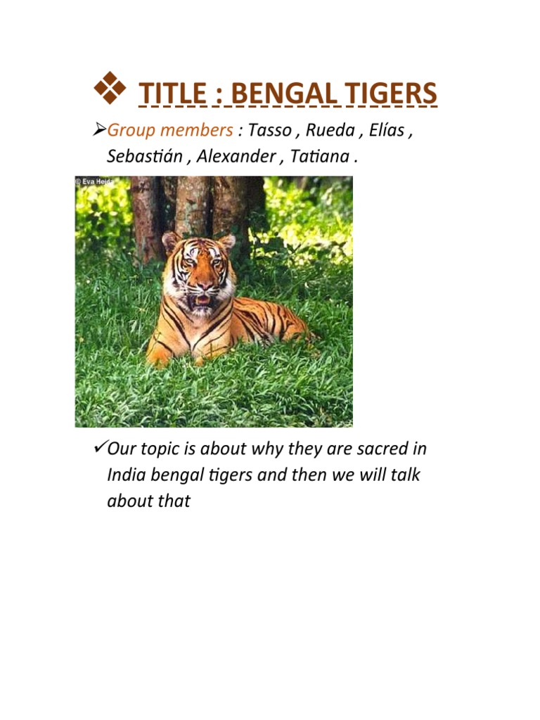 Bengal Tigers | PDF