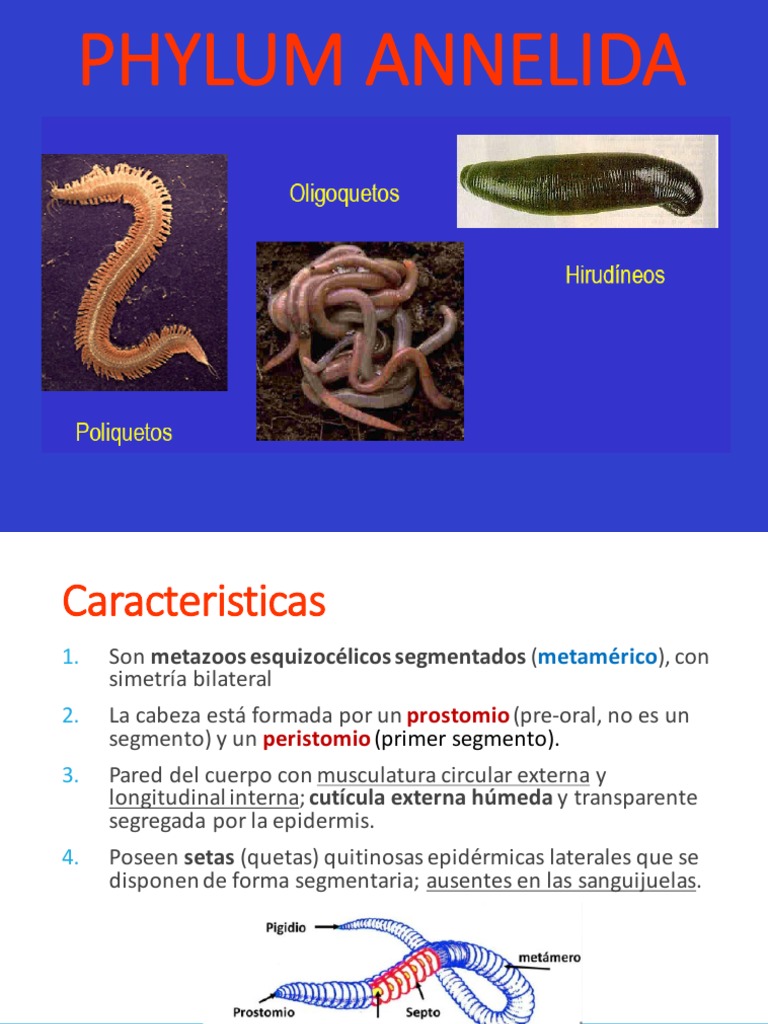 Annelida Final | PDF | Anatomía | Zoología, image size:768x1024