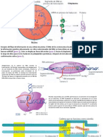 Regulacion Expresion Genica