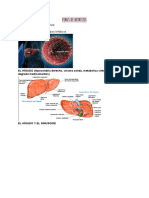 Virus de Hepatitis