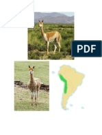 Vicuña