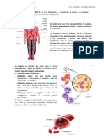 Sistema Cardiovascular 1